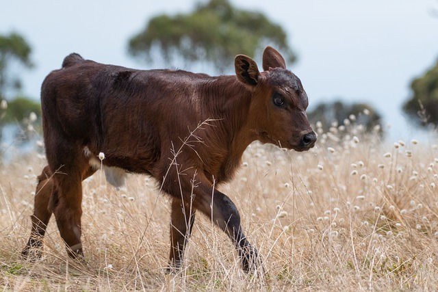 Best Calf Management Practices From Birth To Weaning