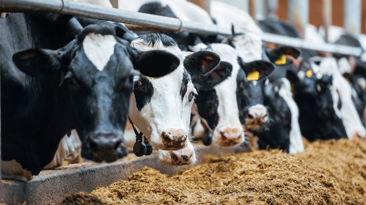 Dairy Cow Supplementation: Essential Salts and Supplements in Dairy Farming
