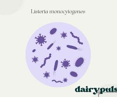 Bacteriological Procedure: Listeria monocytogenes